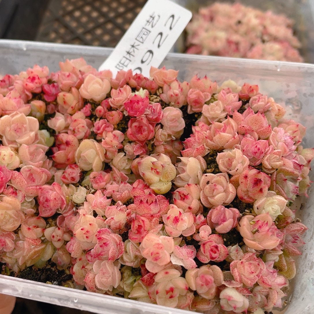 多肉植物多肉植物922