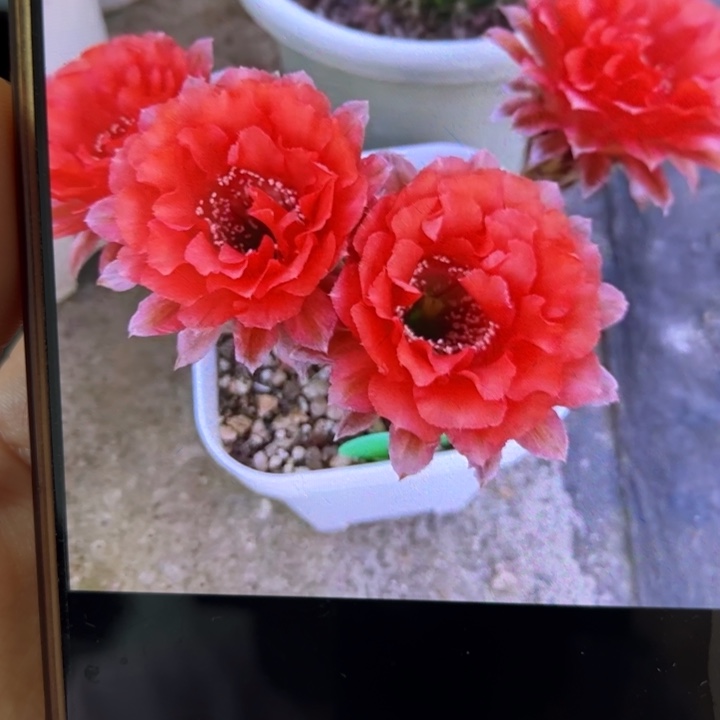 无花朵无根彩草侧芽歪cc176