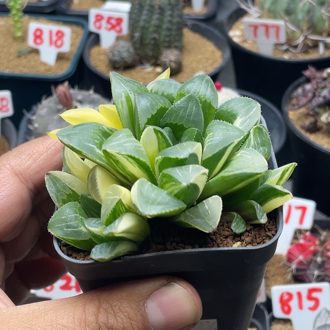 实生姬寿锦 带盆土包邮