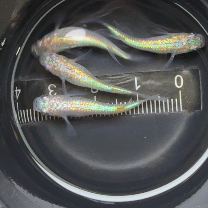 青鳉鱼海王星25号青鳉