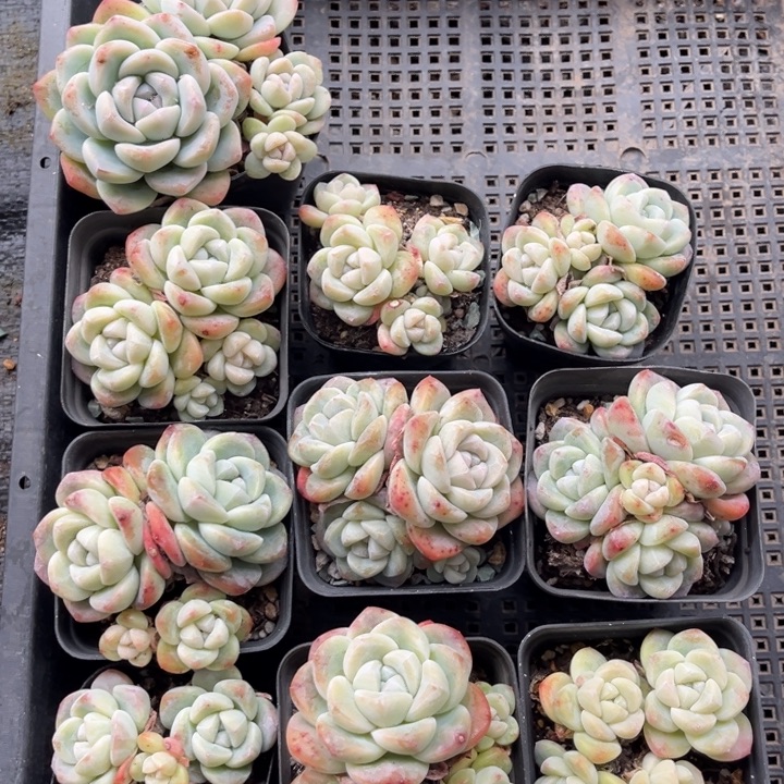 冰玉多肉七方盆一组10个4号