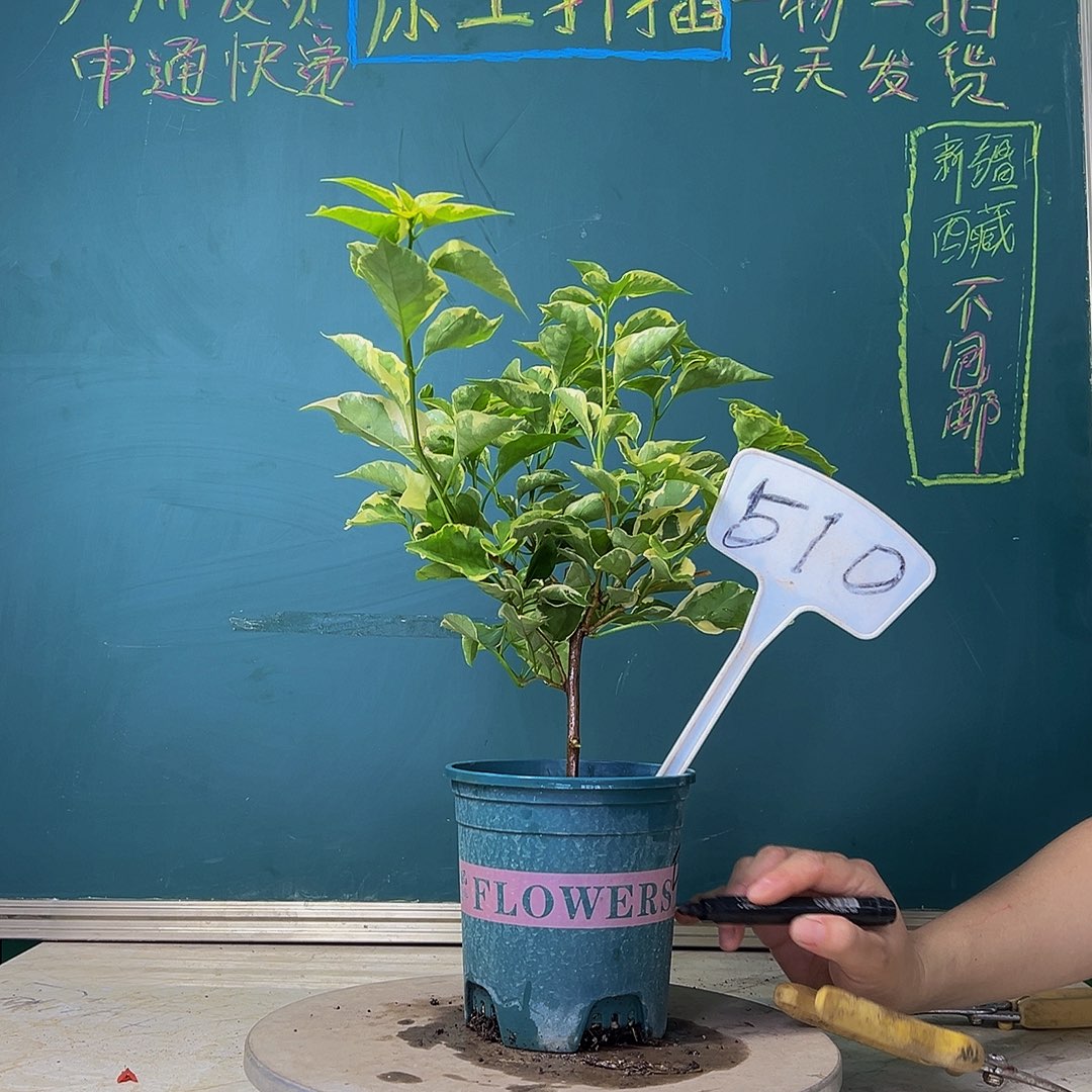 当前无花栽培后可以开花福利  马斯  510