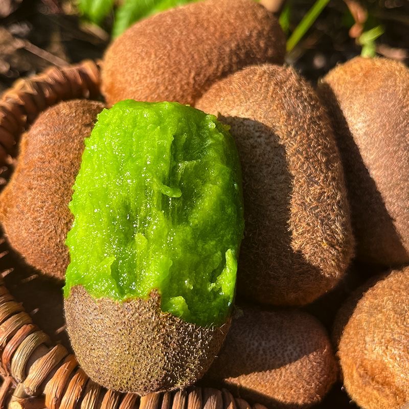 【兴义市区配送/5斤-10斤装】兴义七舍高山猕猴桃贵州省