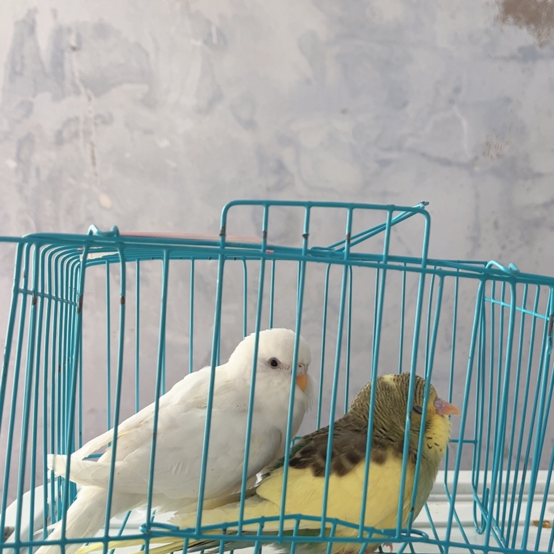 虎皮鹦鹉我的小姐姐