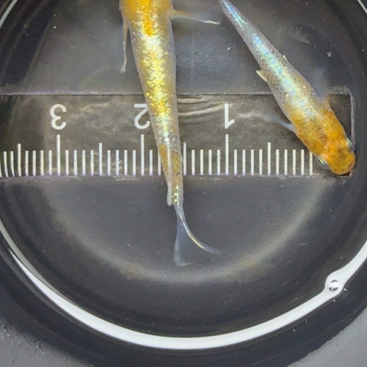 青鳉鱼04三色干26号