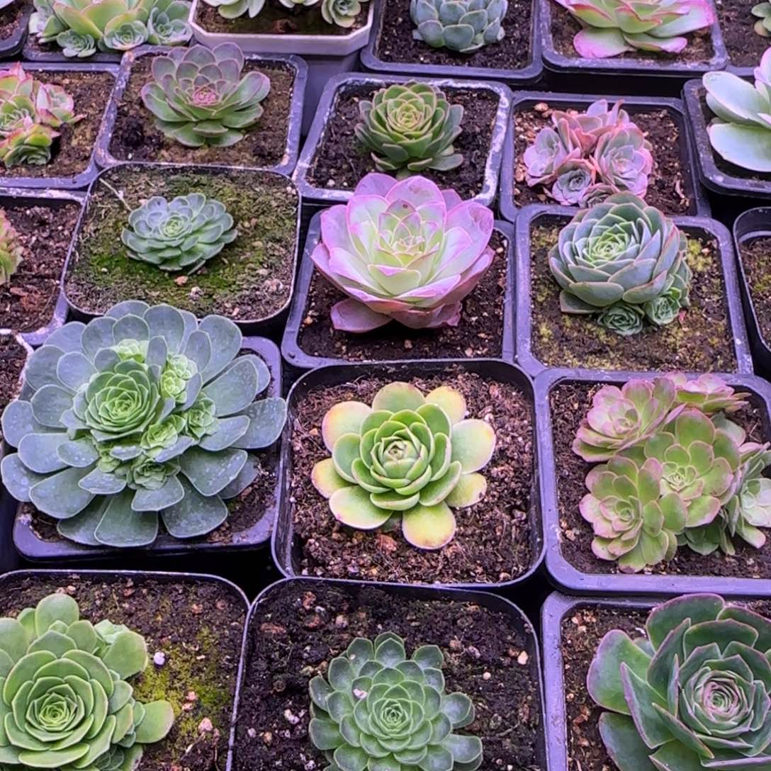 别*爱6厘米蕾丝2颗13537683玫瑰