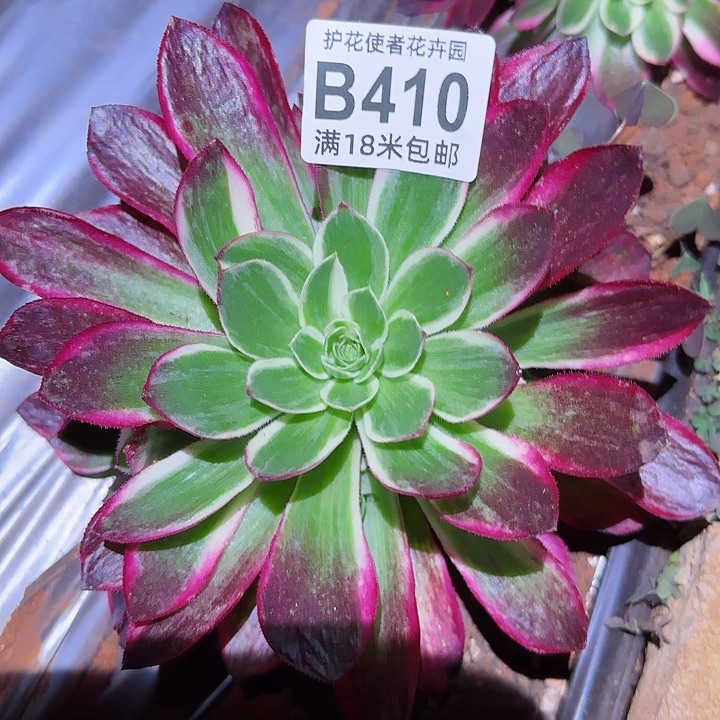 多肉法师海王多多