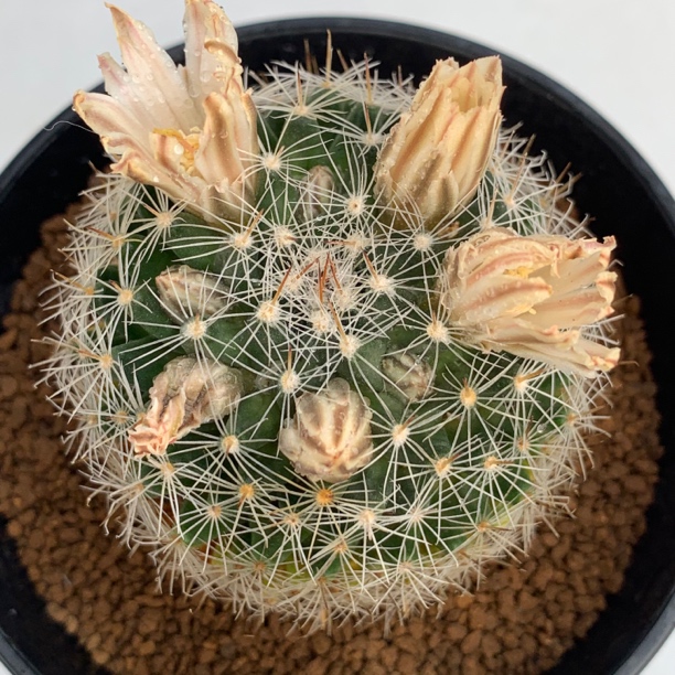 一物一拍 实生老桩巨根关白乳突仙人球 