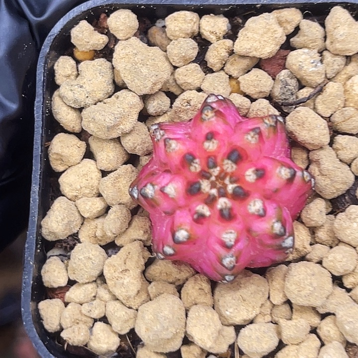 荧光粉海神轮回 一物一拍。