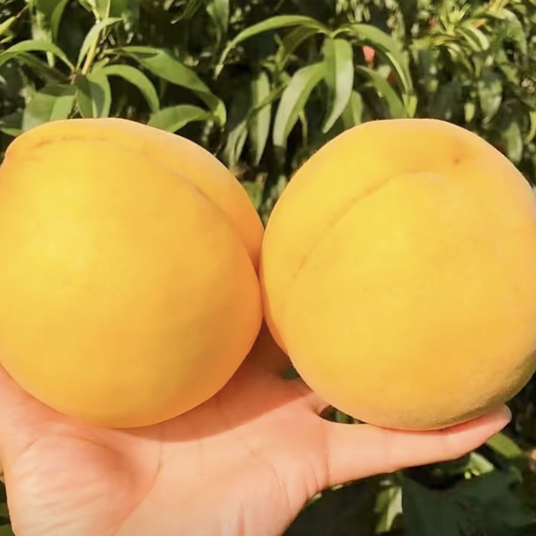 （黄肉）南北方种植大地庭院