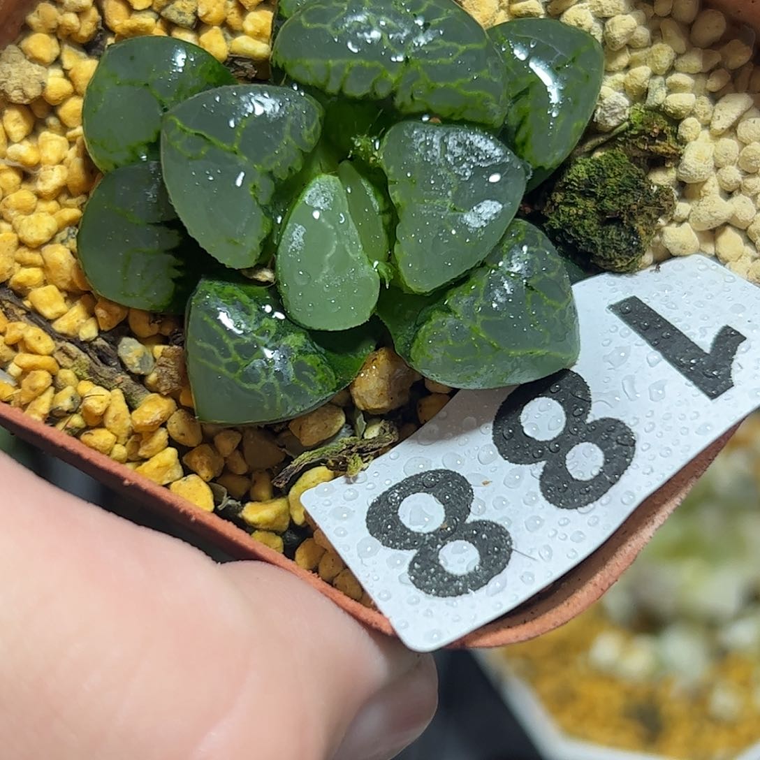 祥云十二卷多肉植物