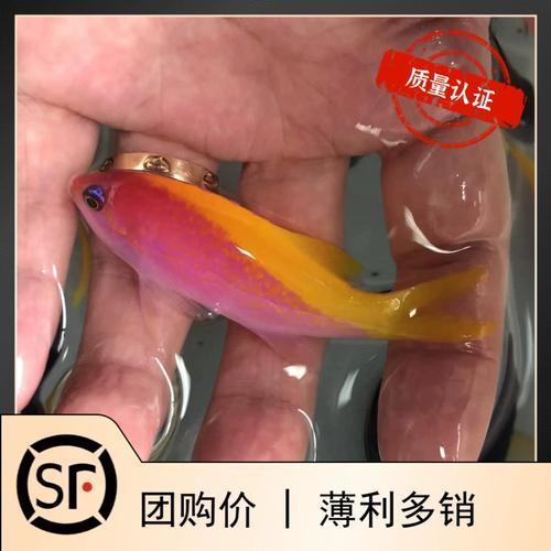 金背宝石海水鱼观赏鱼渔场直发默认顺丰不包邮
