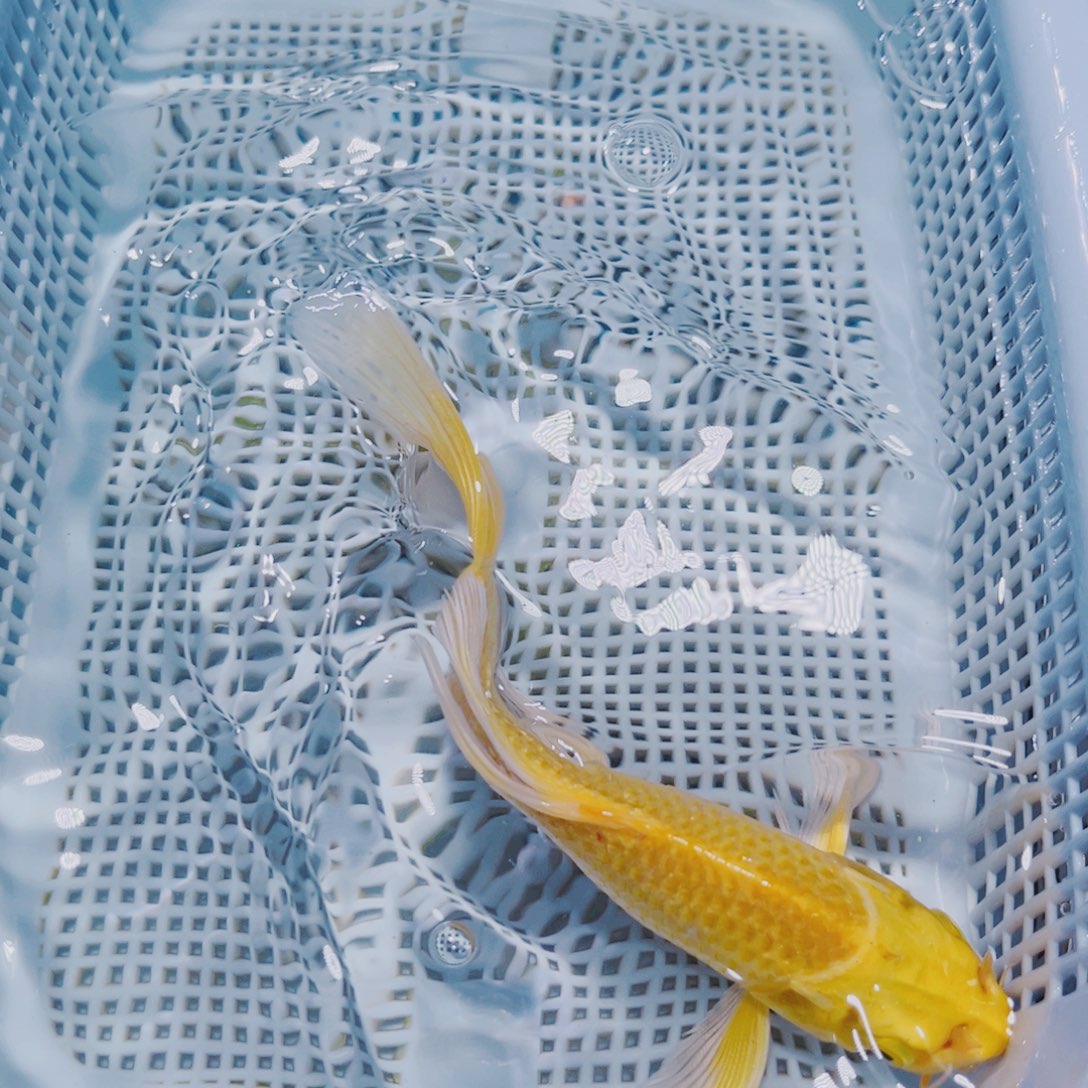 海水鱼锦鲤观赏鱼