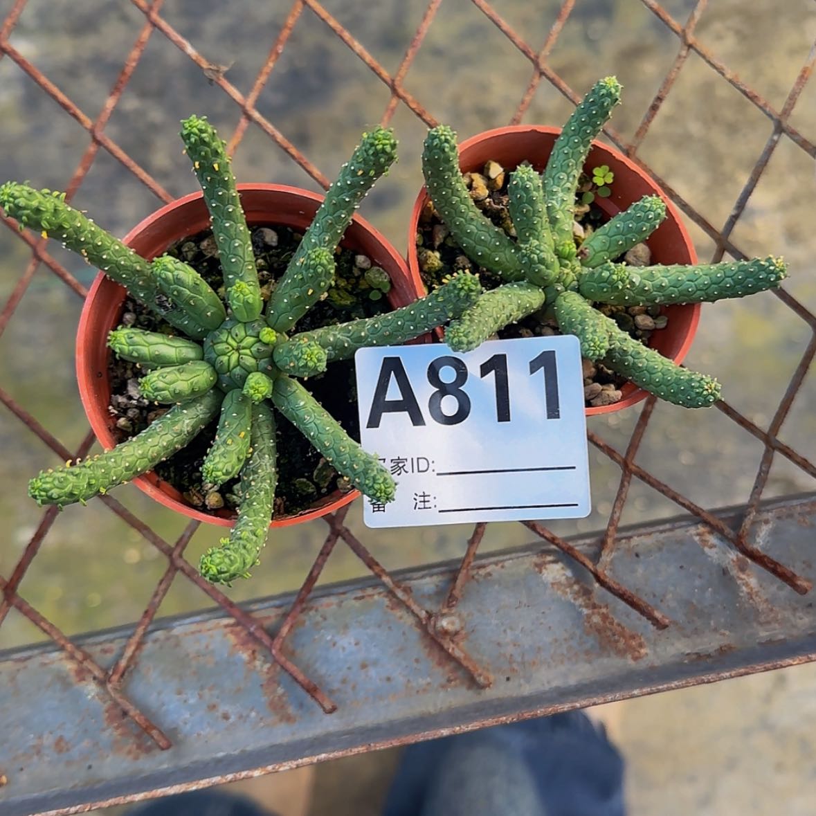 【闪购商品】迷*块根植物