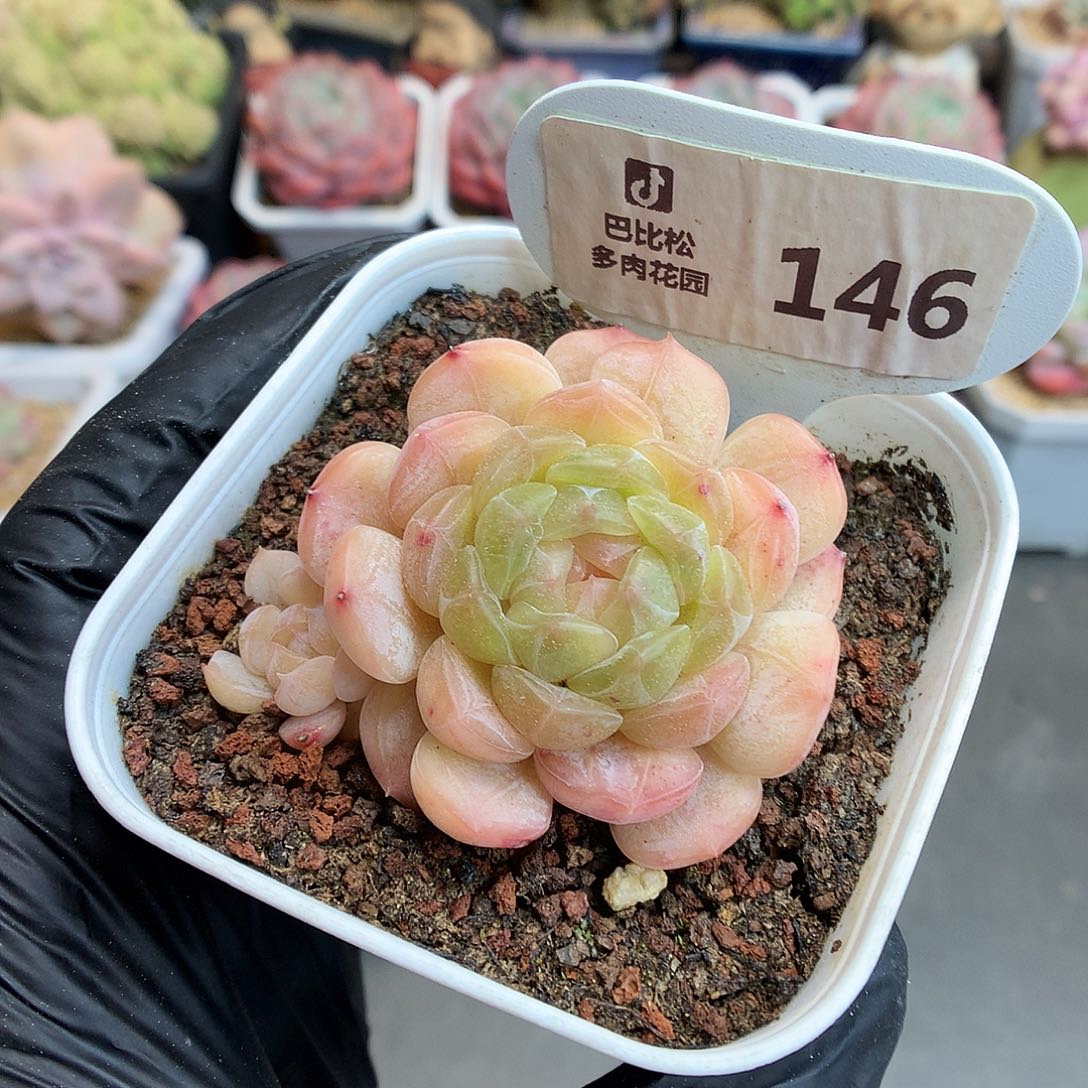 146 白色恋人多肉