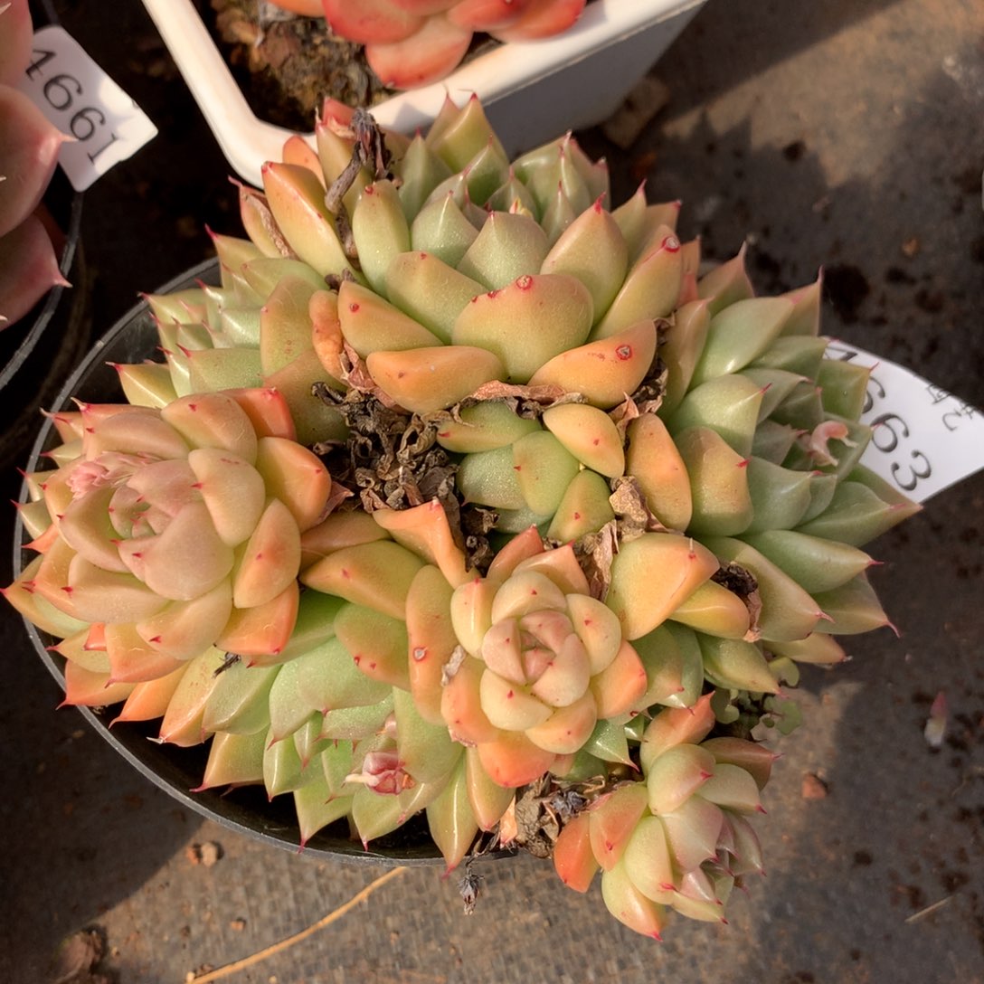 4663新年快乐发发发