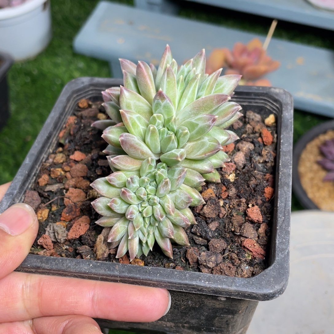 幻影缀化多肉植物