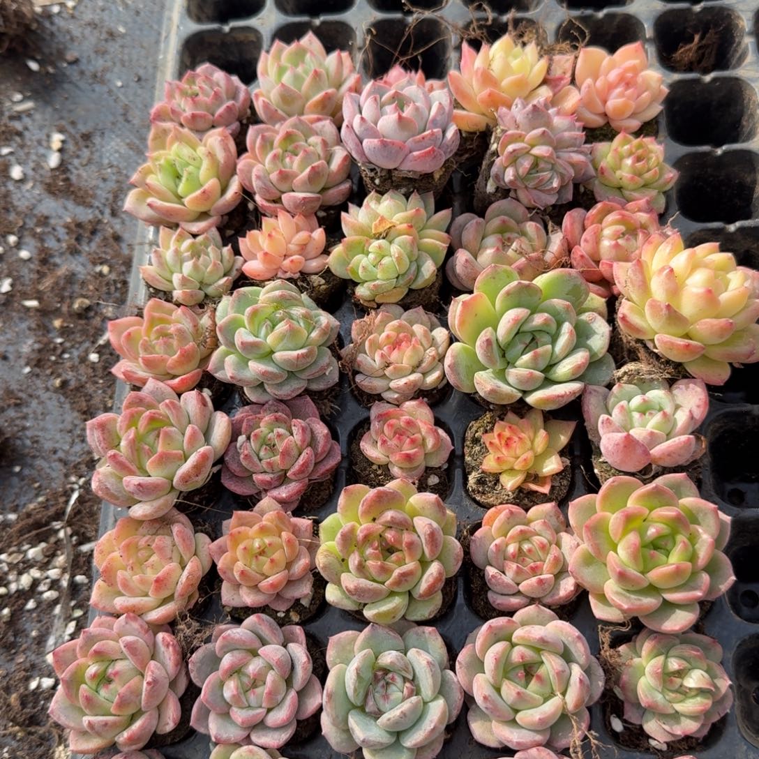 左七编号珍妮混合加利比亚锦（锦不售后）一颗量拍4-3