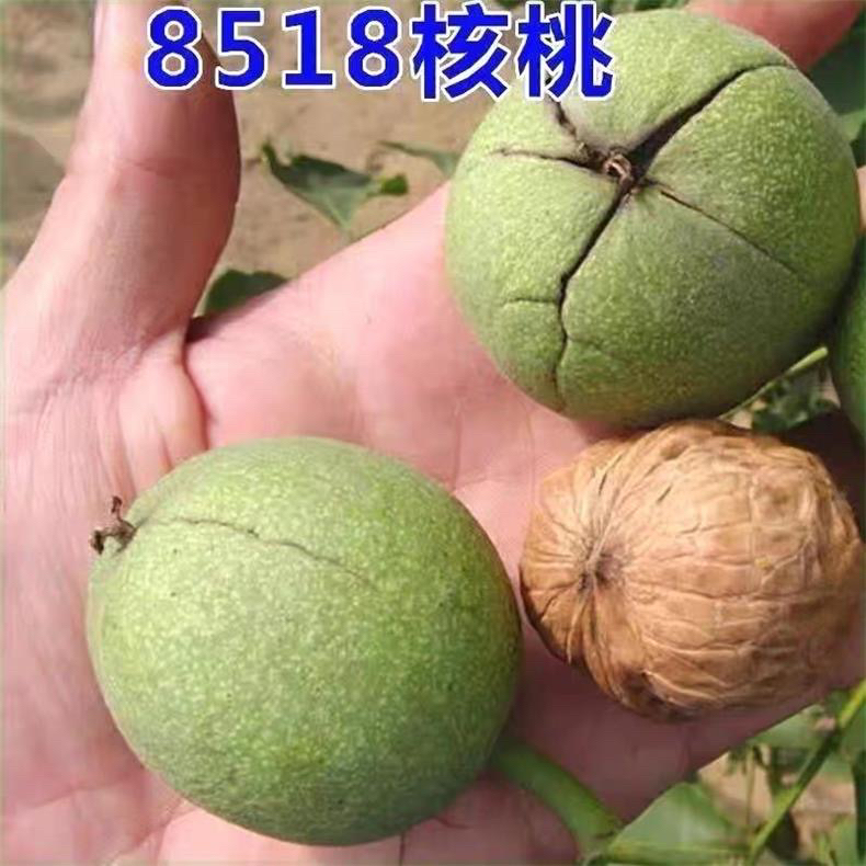 核桃树苗8518薄皮纸皮核桃南方北方种植现挖地栽盆栽
