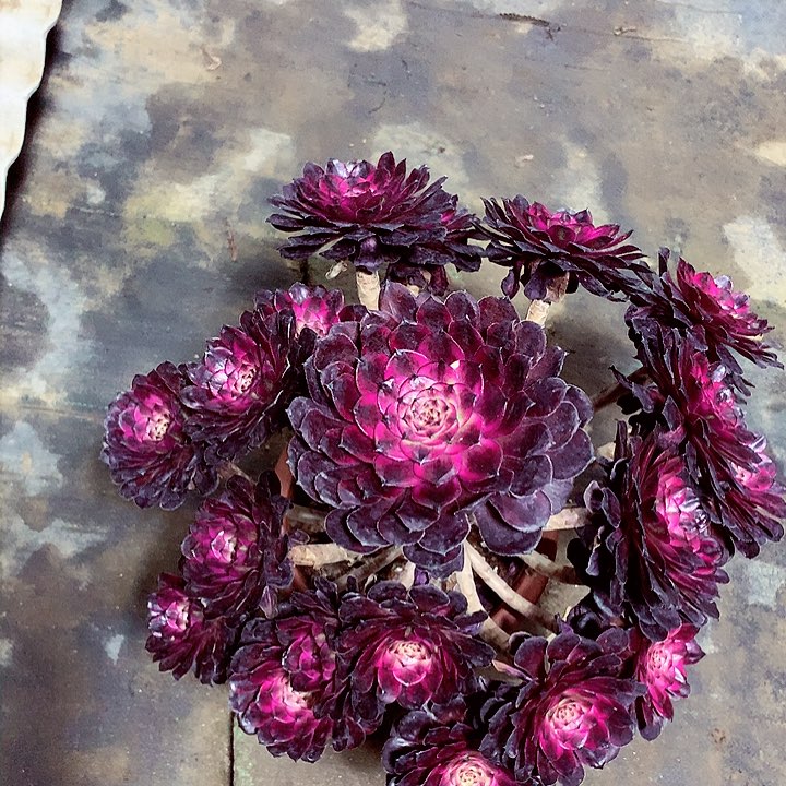 福利红金刚，包损