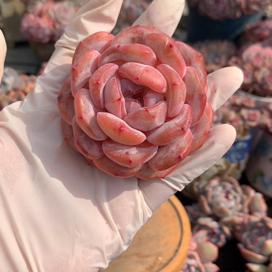 开播福利 哈哈哈哈哈哈哈