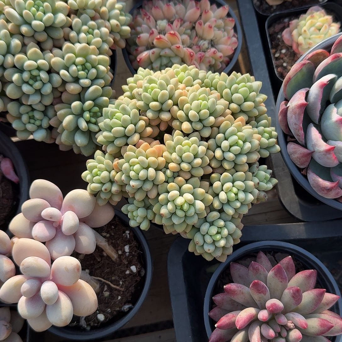 鱼子酱多肉植物精品