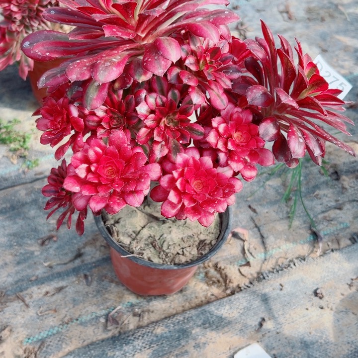 275香奈多肉植物