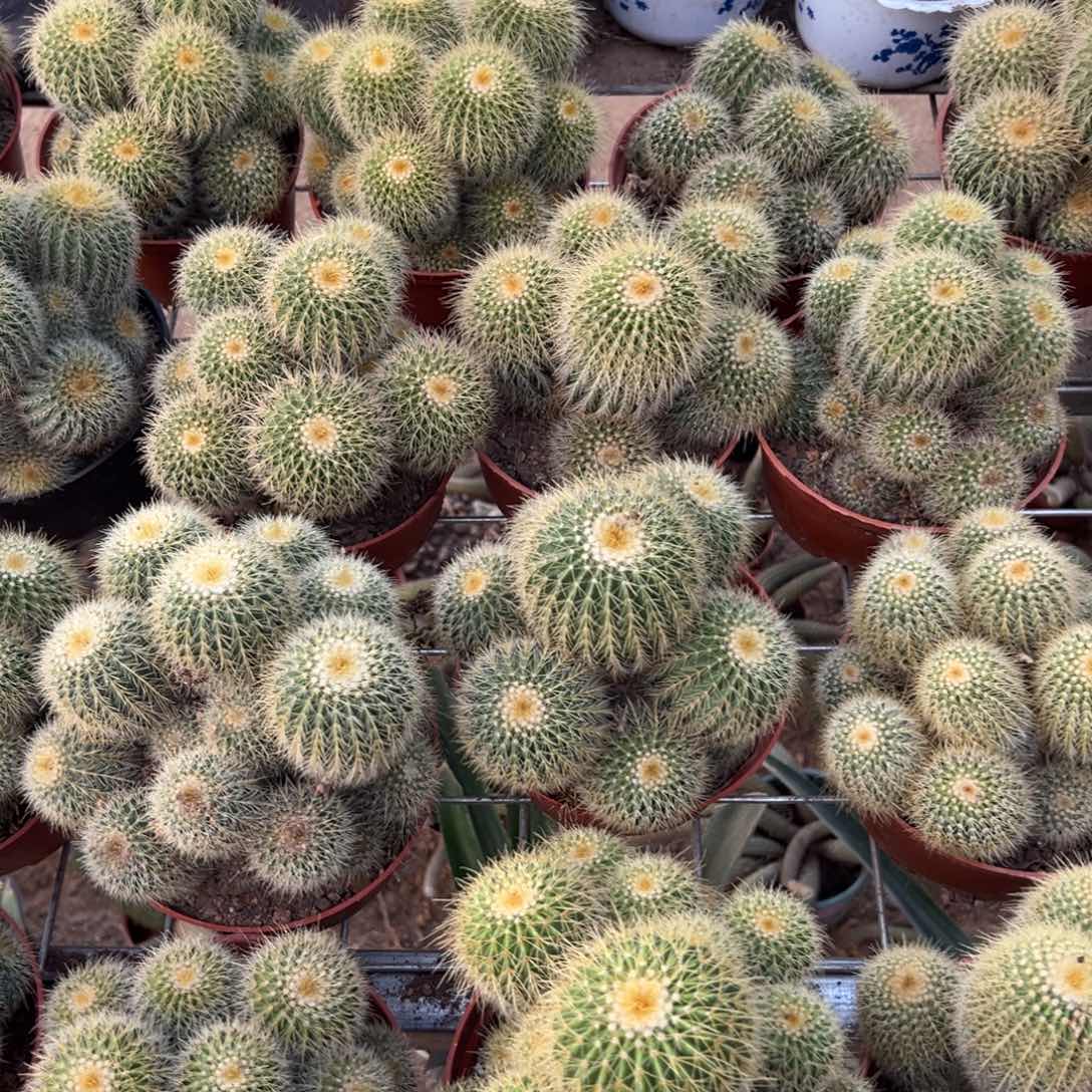 金冠随机一颗。    