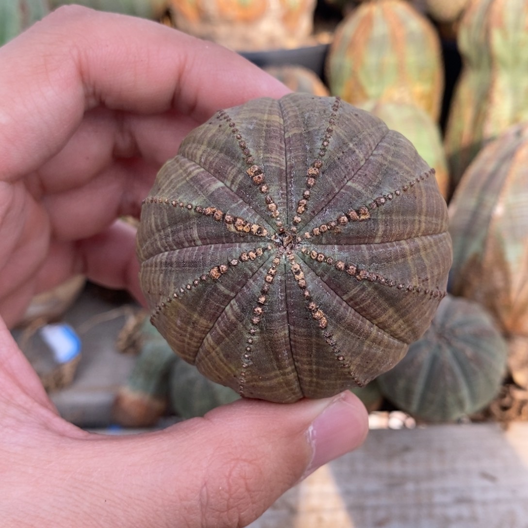 6 欧系实生布纹球多肉植物