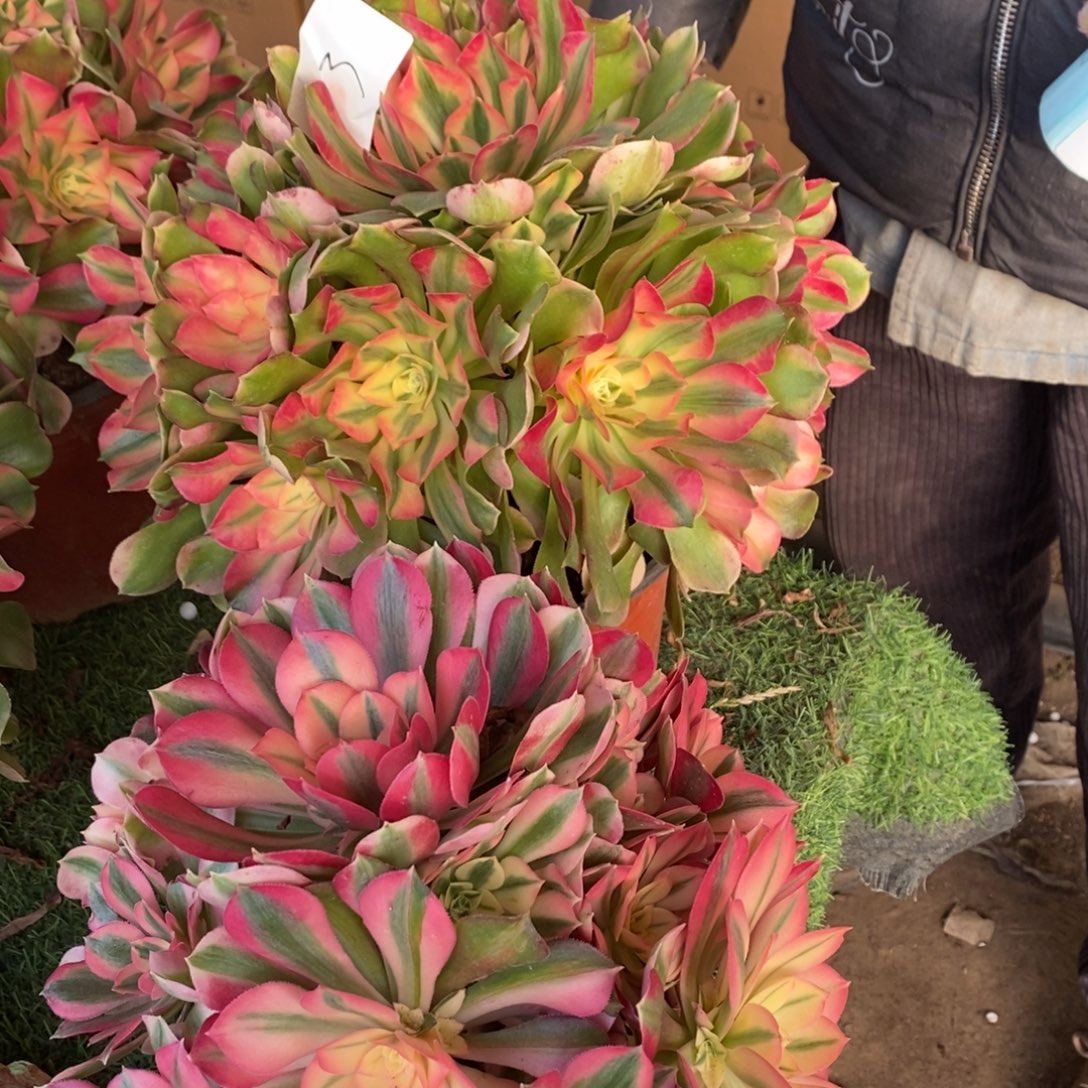 3号香妃➕粉女巫多肉1颗