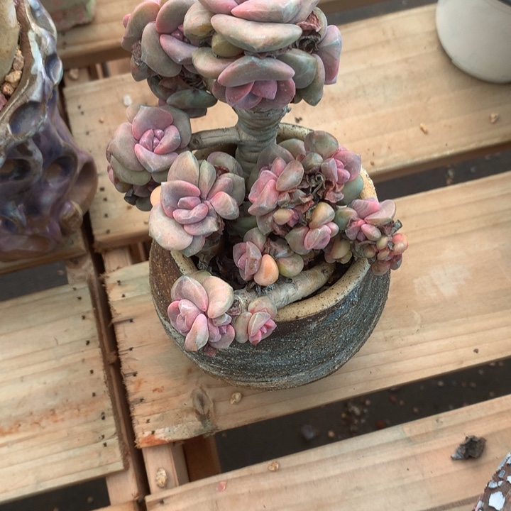 紫***莉插进去搂着与我无缘