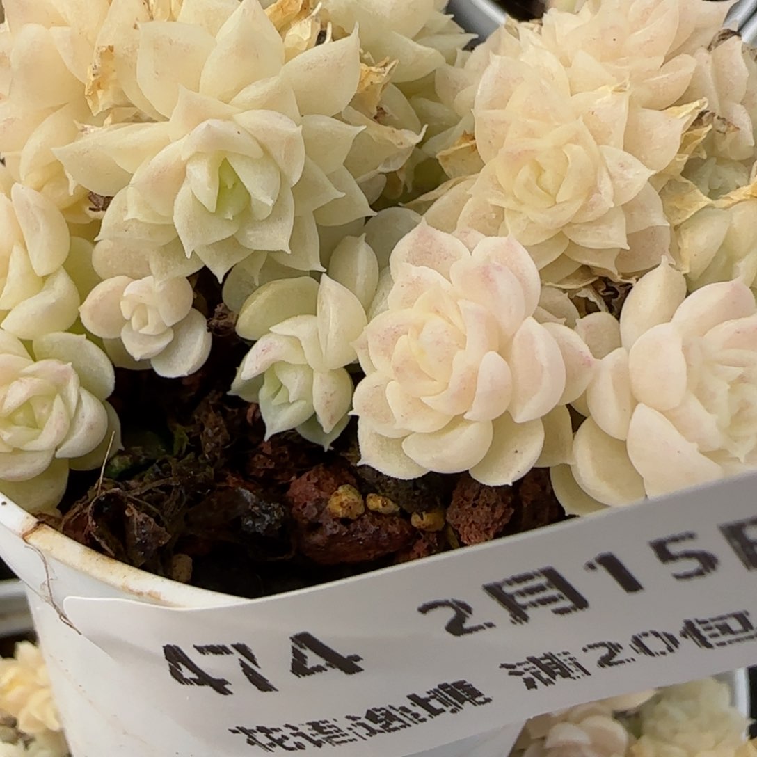 花语逸镜0215-474散