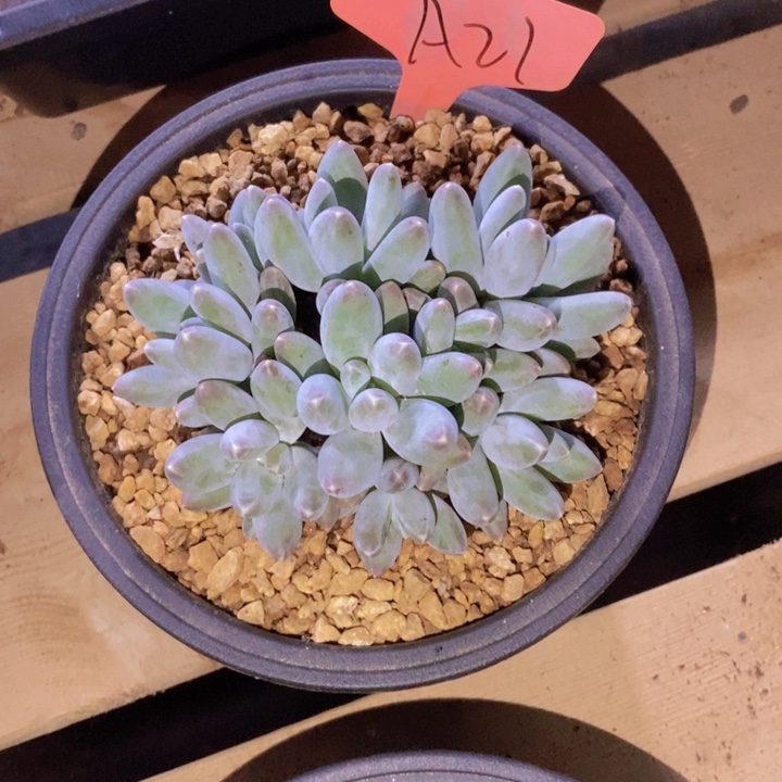 *****是的哦亲爱你还记得那个