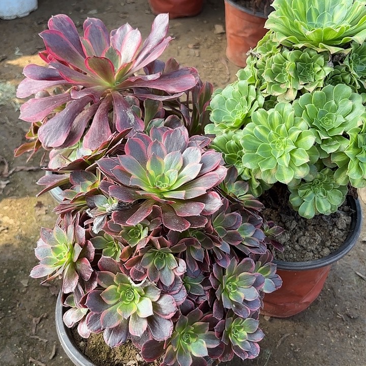 多肉植物法师3颗22