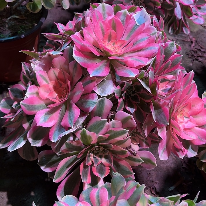 多肉植物女巫0004