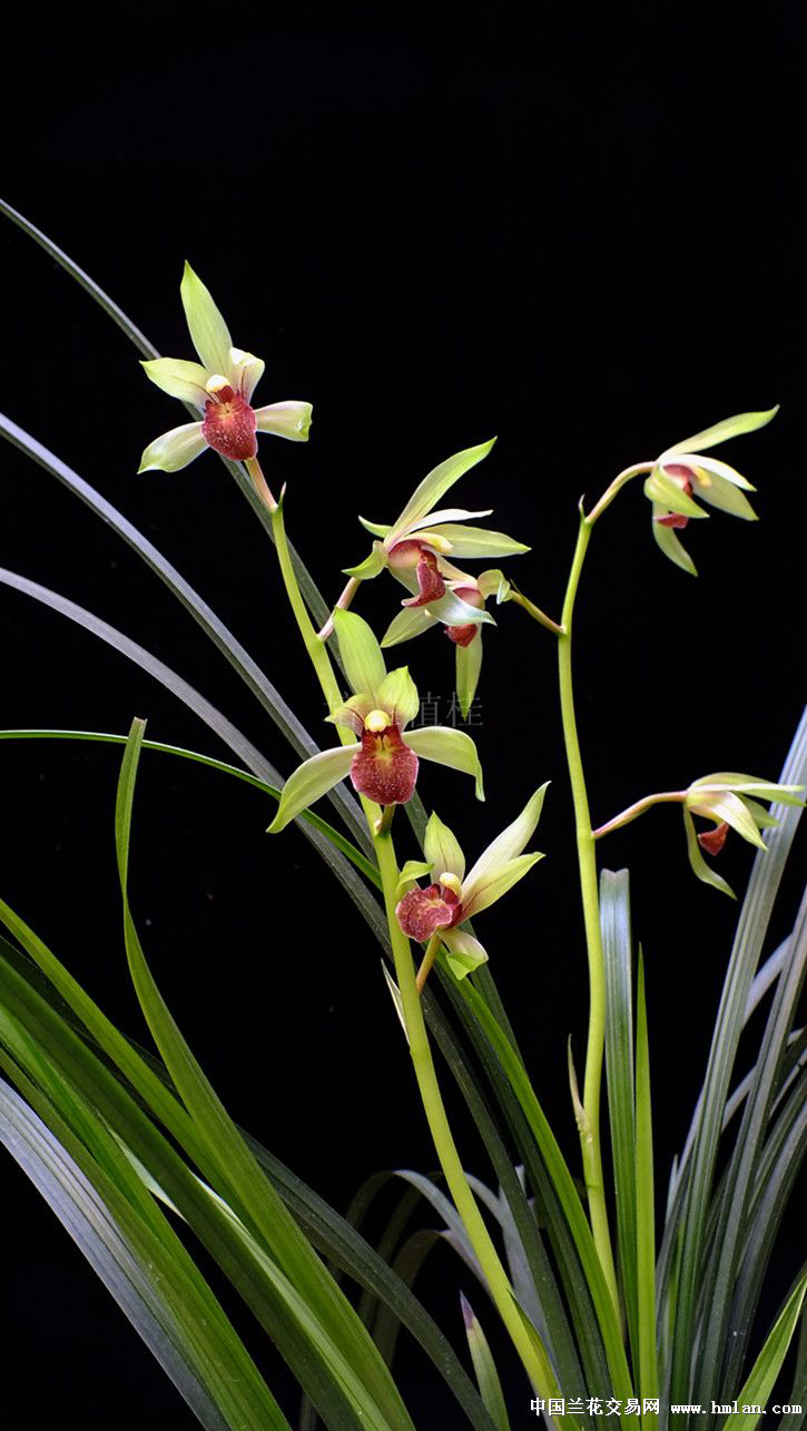 秋芝室内兰花直播链接一物一拍兜兰花兰花草神木兰兰草凤舞九天