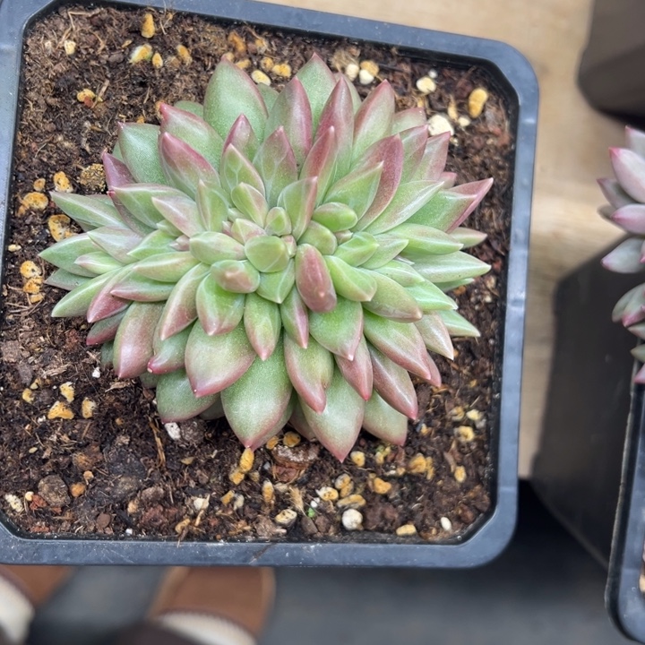 迷雾泡泡 夏鸣园艺