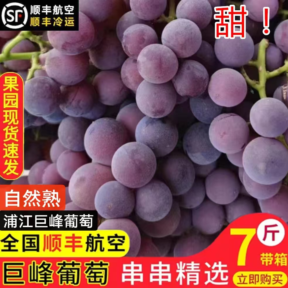 葡萄浦江巨峰葡萄新鲜现摘多种口味葡萄肉厚多汁香甜可口当季水果