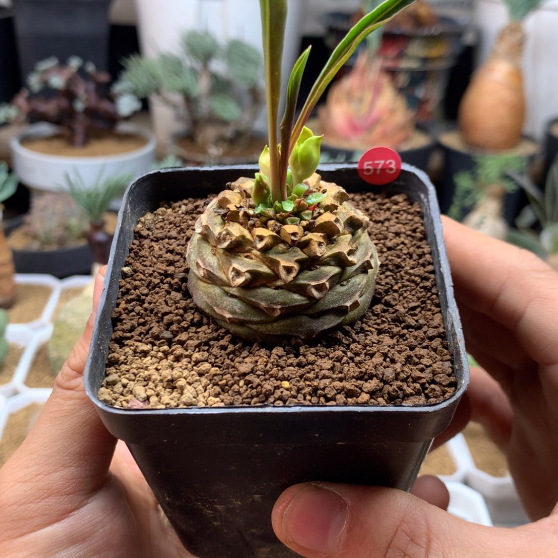 实生铁甲丸带盆多肉573