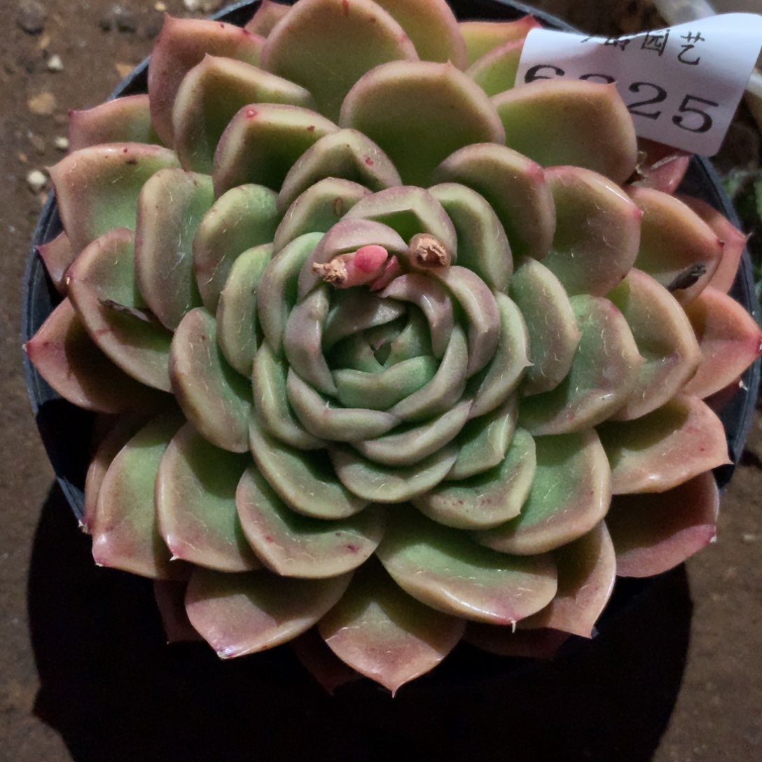 6225杂交多肉植物