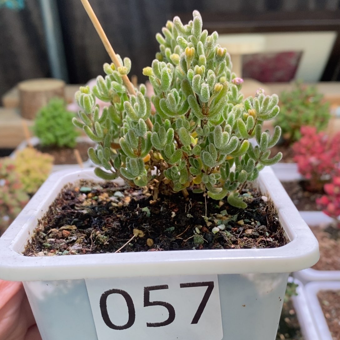 冰晶杂带盆土发货一物一拍