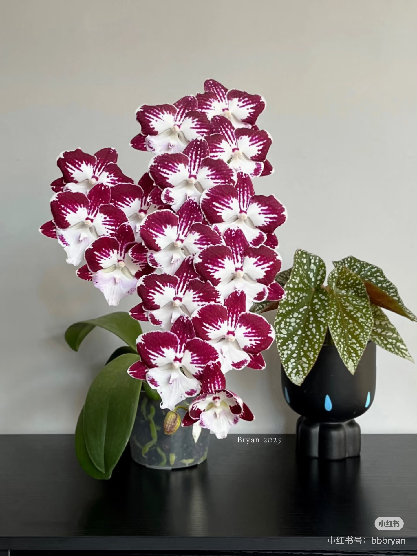 【詹姆斯罗格】3.5寸加高杯 苗小根子少