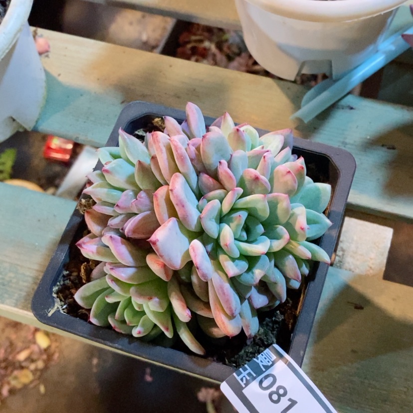 【闪购商品】莱恩布莱德08149