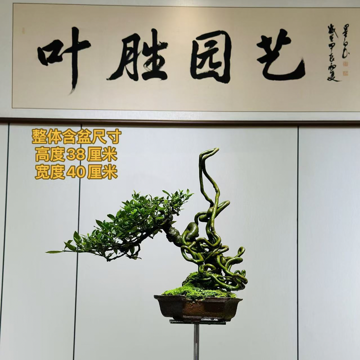 【叶胜园艺】精品根艺榄叶栀子花盆景