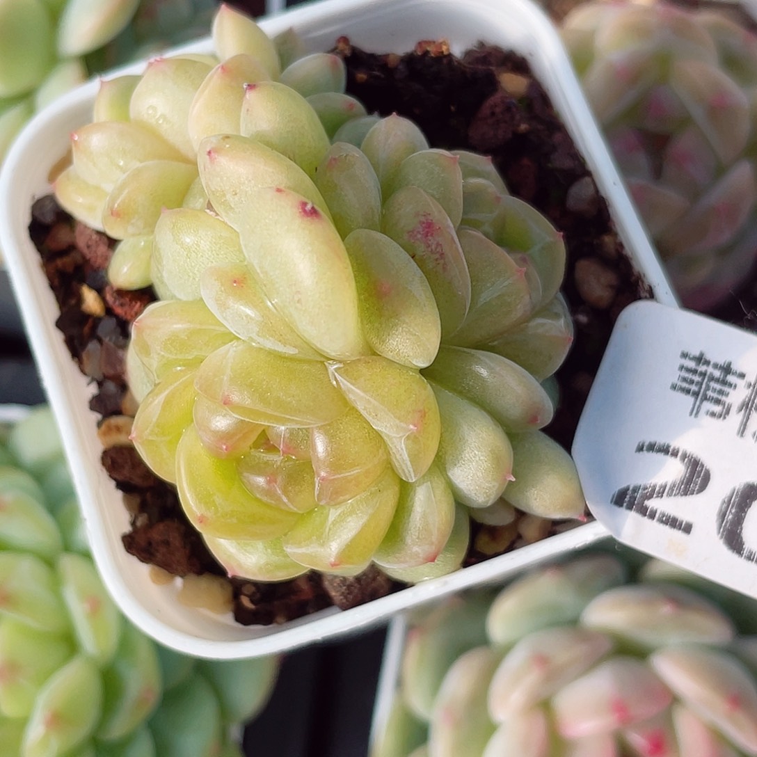 206的第一天就被你帅到啦