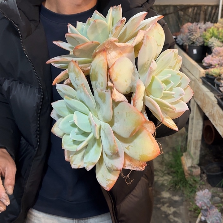 奶茶群生老桩整装孤品