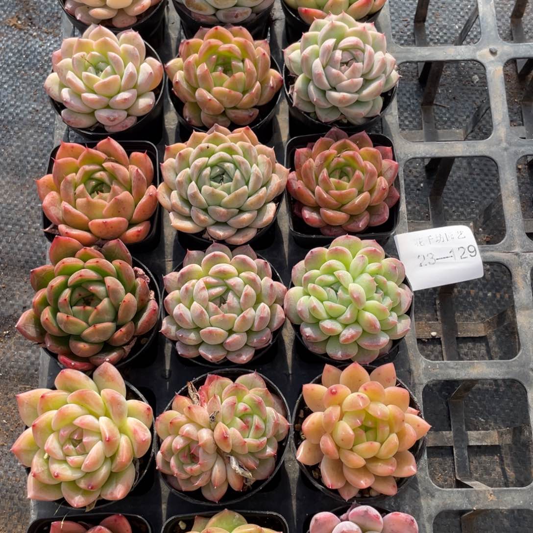 一物一拍18颗23-129