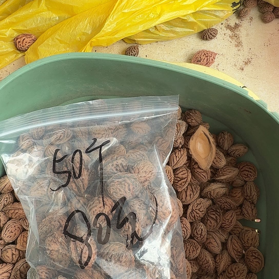 精品大圆核50颗特价80