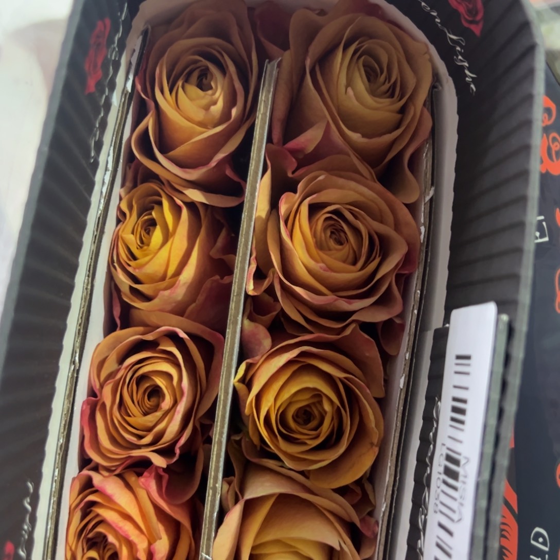 绿光 米西亚 10支 拍满三单包邮