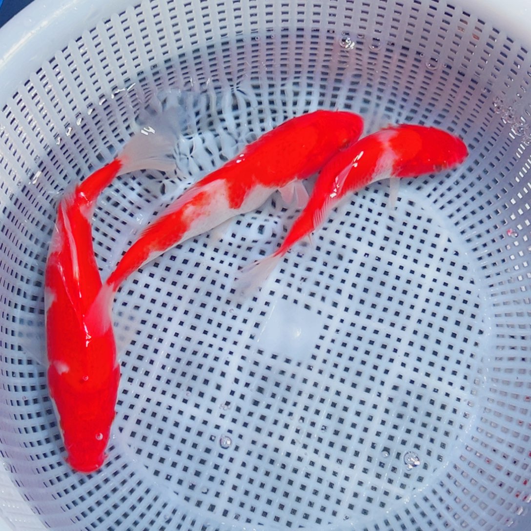 锦鲤锦鲤观赏鱼1111